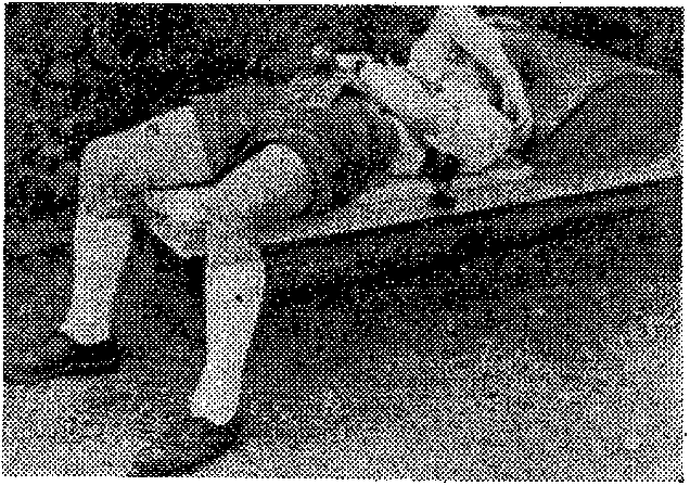 der Sandhasen-Scheich Bazi-Kurt
