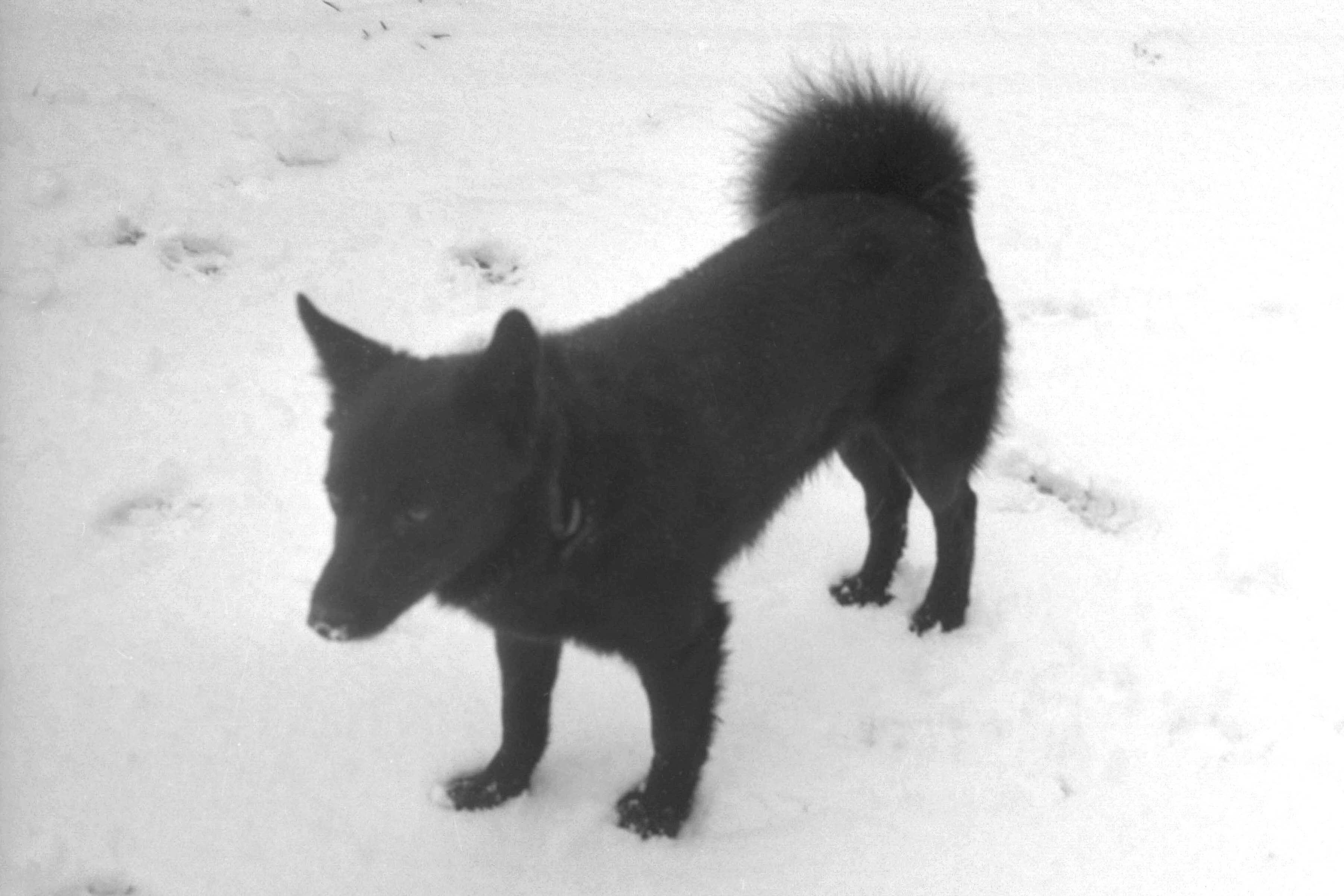 Stilzl, der Heiligenhof-Hund