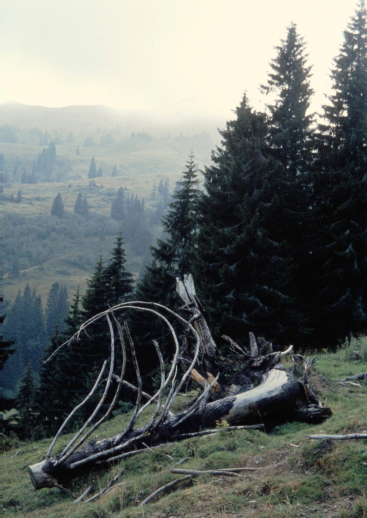Ein alter Baum liegt auf der Alm